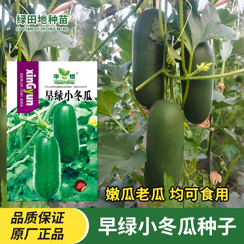 早绿小冬瓜种子蔬菜种子