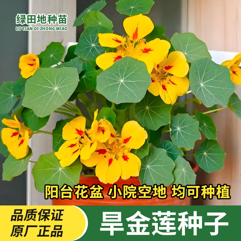 旱金莲种子七彩旱荷花种籽鲜花四季种植爬藤室内阳台盆栽花卉种子
