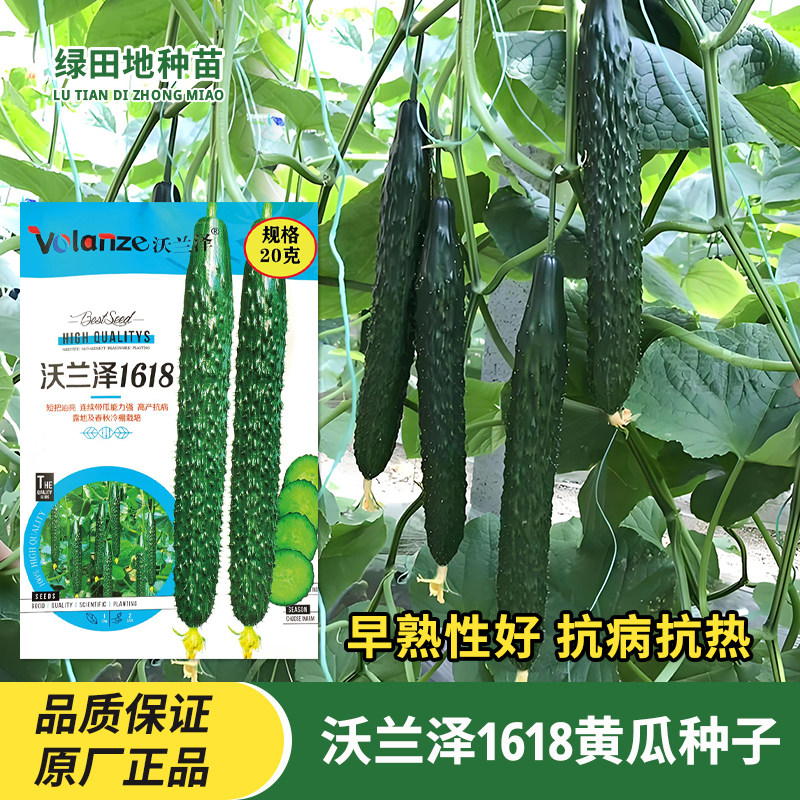 沃兰泽1618黄瓜种子蔬菜种子