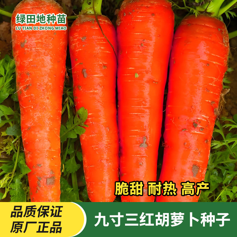 甜脆三红色九寸参胡萝卜种子