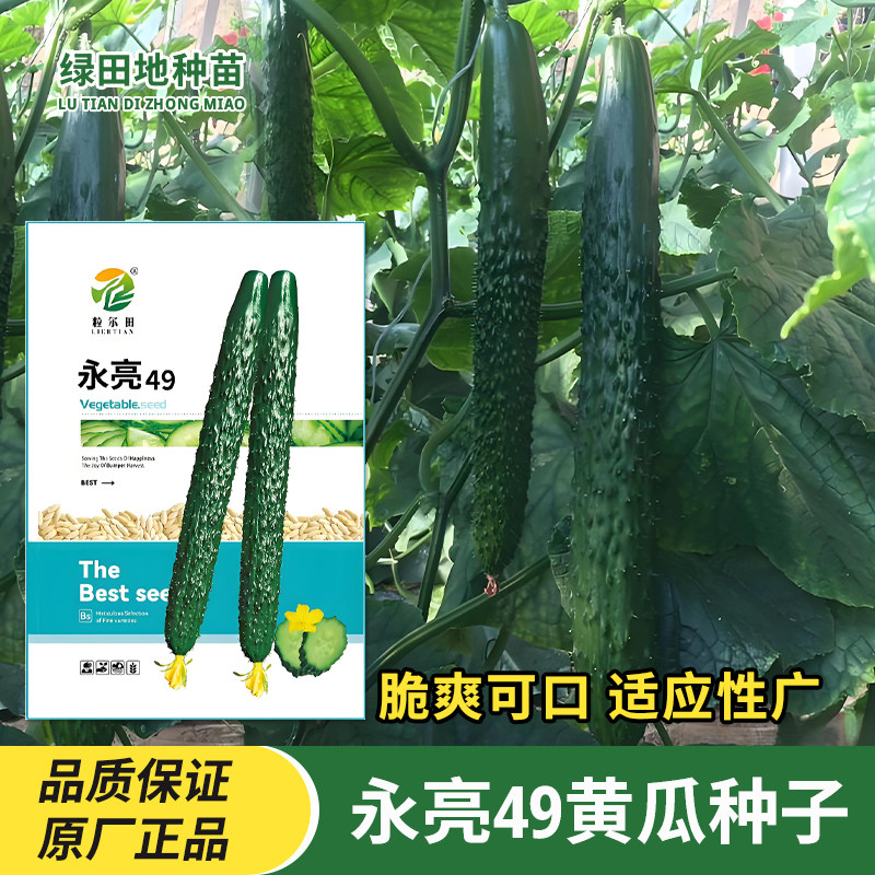 永亮49黄瓜种子油亮黄瓜籽