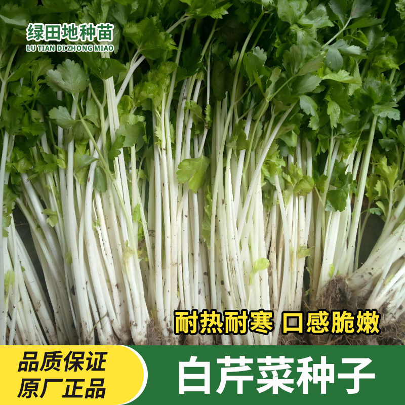 白芹菜种子春季蔬菜种子