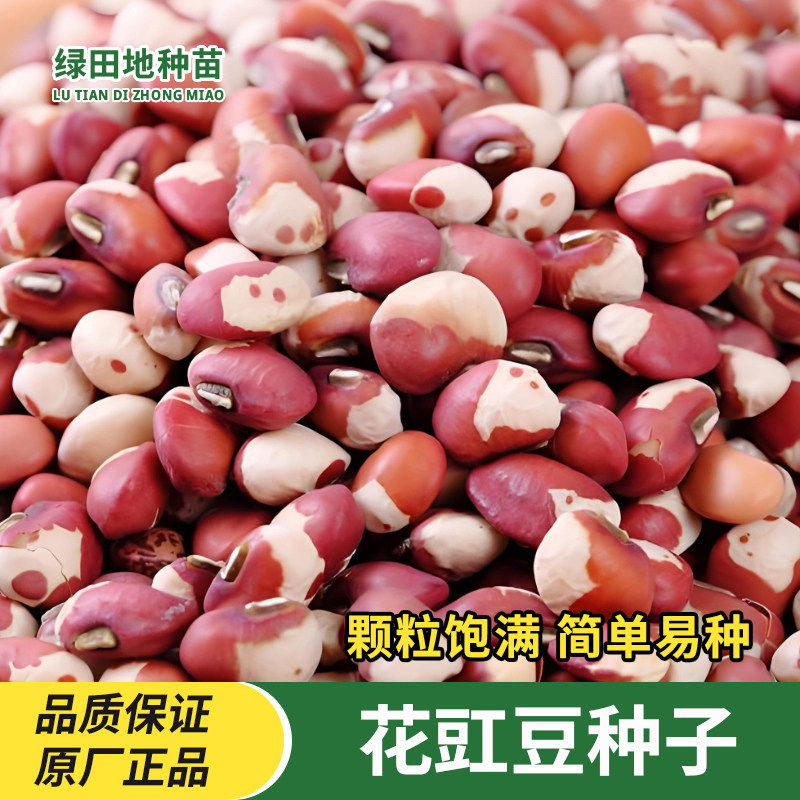 花豇豆种子花豆子蔬菜种子