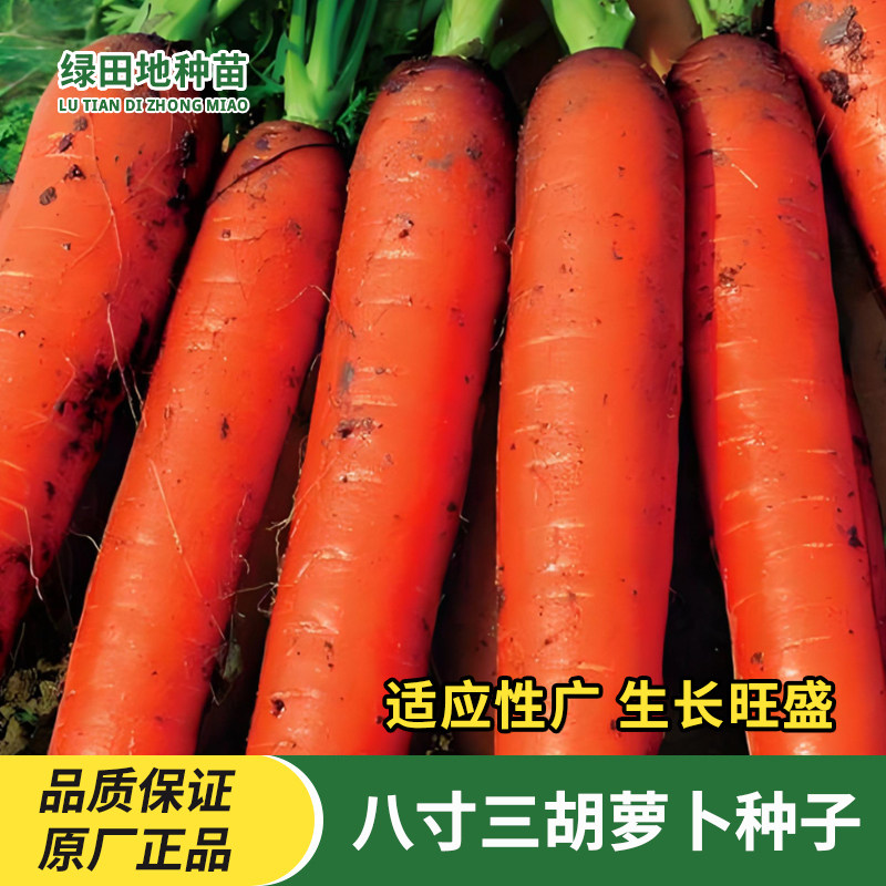 八寸三红胡萝卜种子蔬菜种子