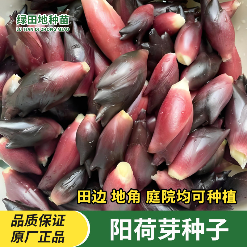 食用阳荷芽种子洋荷姜竹笋种子四季庭院室外种植竹笋种子蔬菜种子
