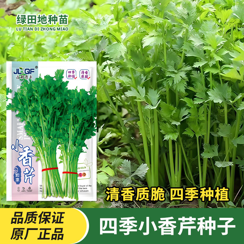 四季小香芹种子芹菜种籽