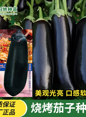 烧烤长茄子种子种籽苗黑紫色长茄特大茄耐热高产农家春秋蔬菜种子