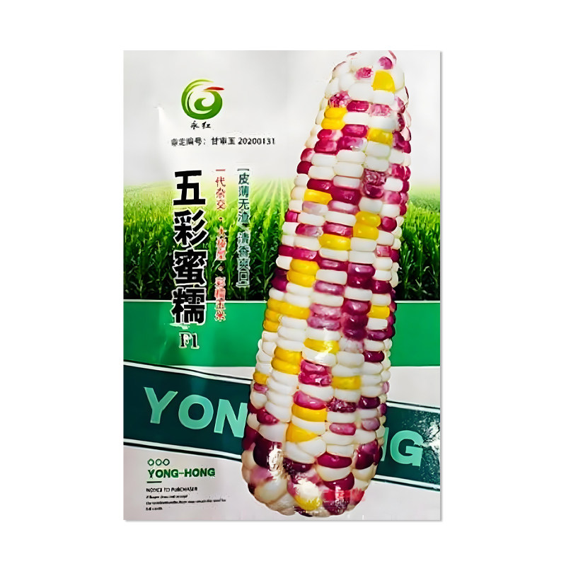 永红五彩蜜糯玉米种子
