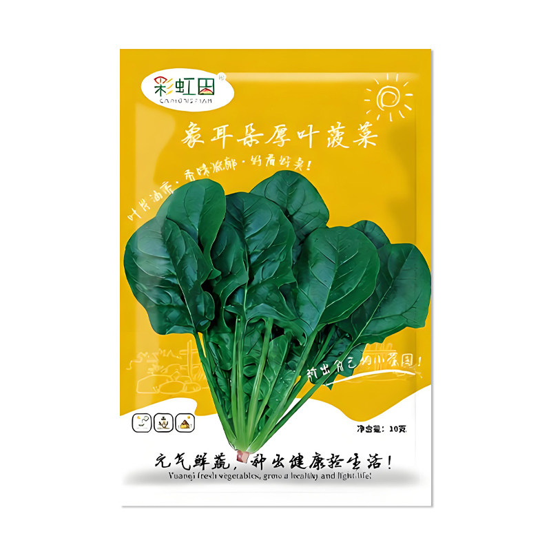 彩虹田象耳朵厚叶菠菜种子