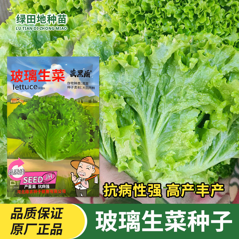 冀华农玻璃生菜种子蔬菜孑