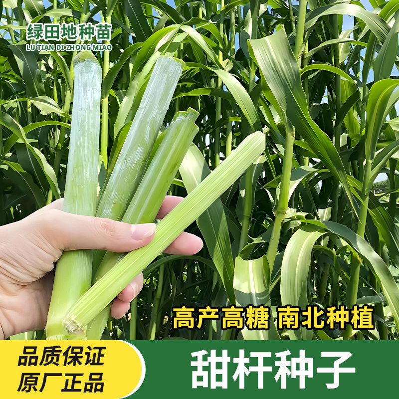 北方甜杆种子甘蔗甜高粱芦栗甜秫秸糖高粱种子脆甜多汁水果种子籽