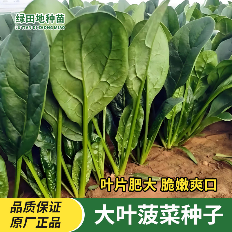 大叶菠菜种子四季蔬菜种子