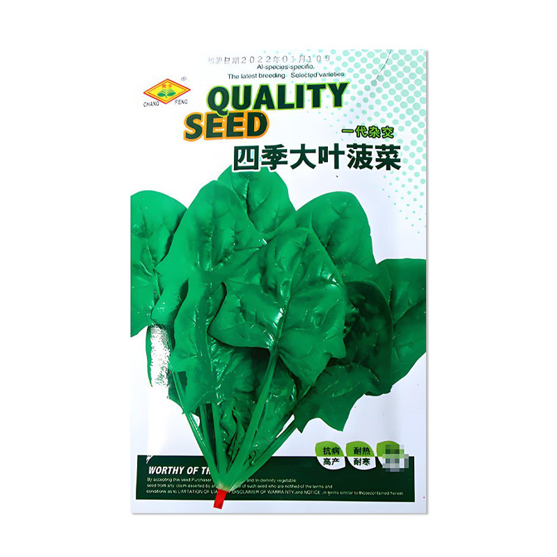 常丰四季大叶菠菜种子耐热耐寒