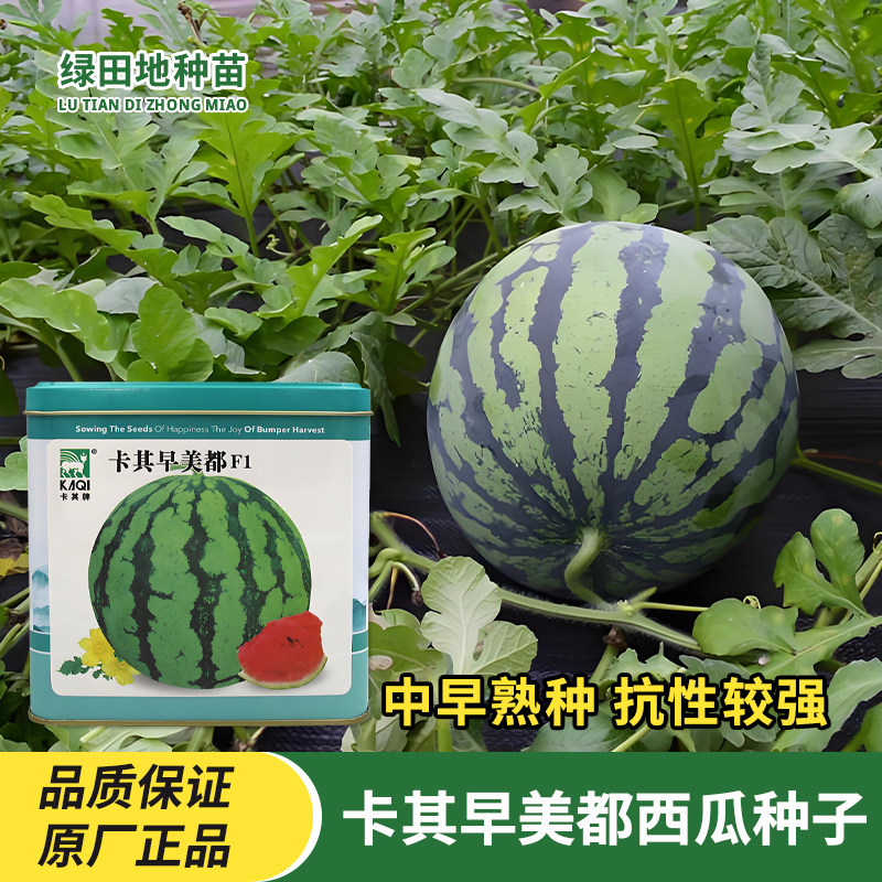 卡其早美都西瓜种子麒麟西瓜