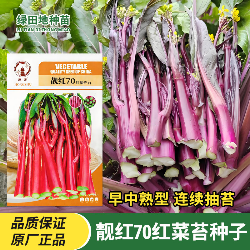 洪蔬靓红70红菜苔种子