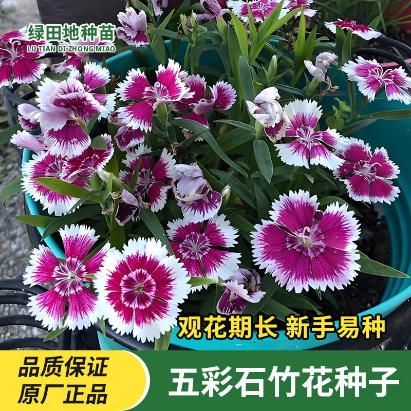 五彩石竹花种子四季种植阳台盆栽庭院重瓣花草籽耐寒越冬花卉种子