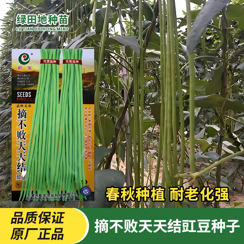 蓟宏摘不败天天结豇豆种子
