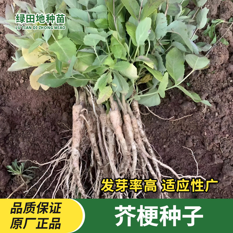 芥梗种子多年生桔梗种子