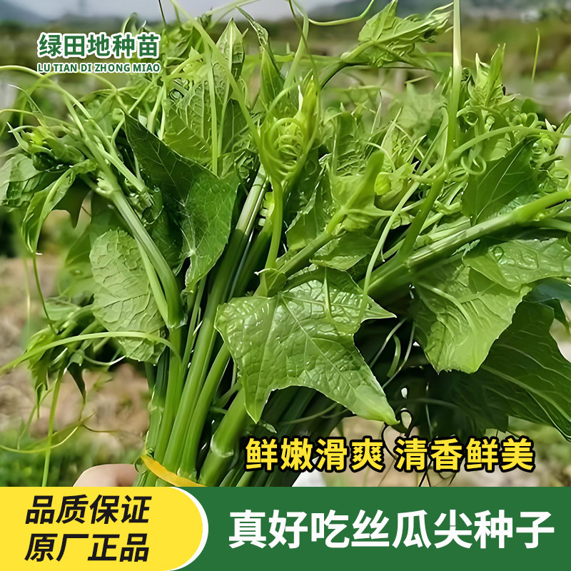真好吃丝瓜尖种子专吃丝瓜嫩尖