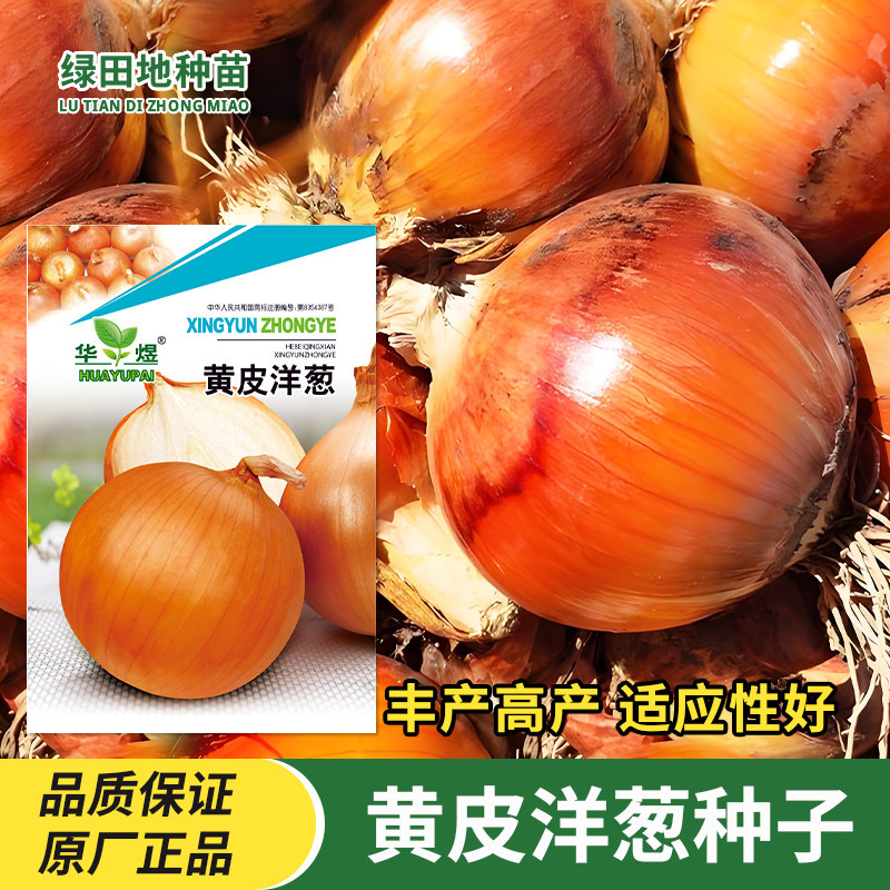 黄皮洋葱种子籽高产洋葱籽圆葱早熟高产四季春秋特色蔬菜种子种孑