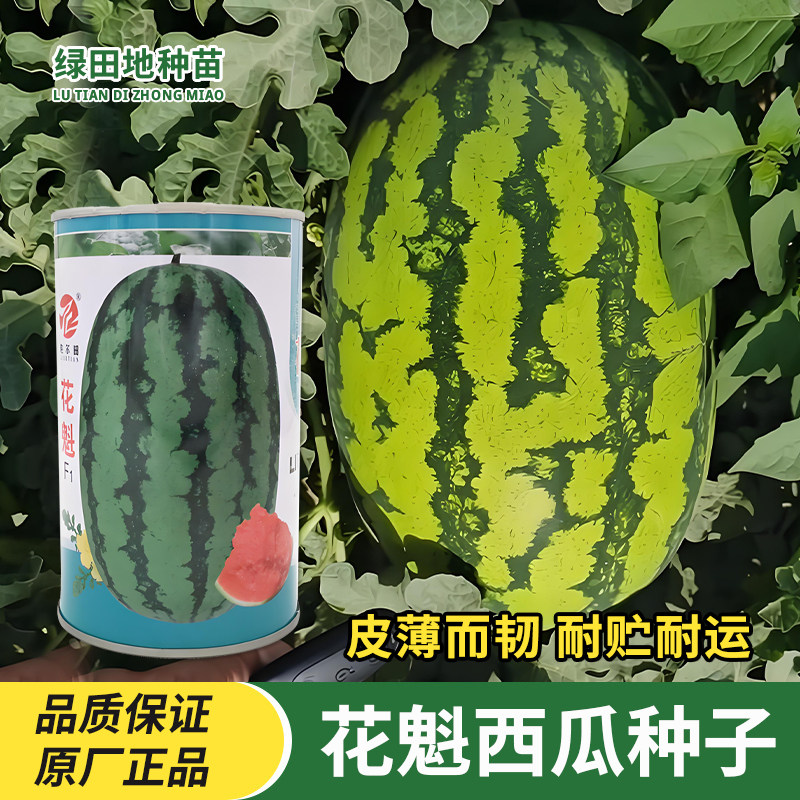 花魁西瓜种子大果花皮耐重茬