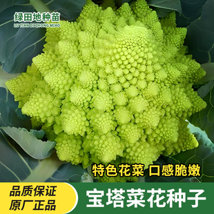 宝塔菜花种子宝塔菜种籽蔬菜种子菜籽阳台庭院种菜盆栽庭院花菜种