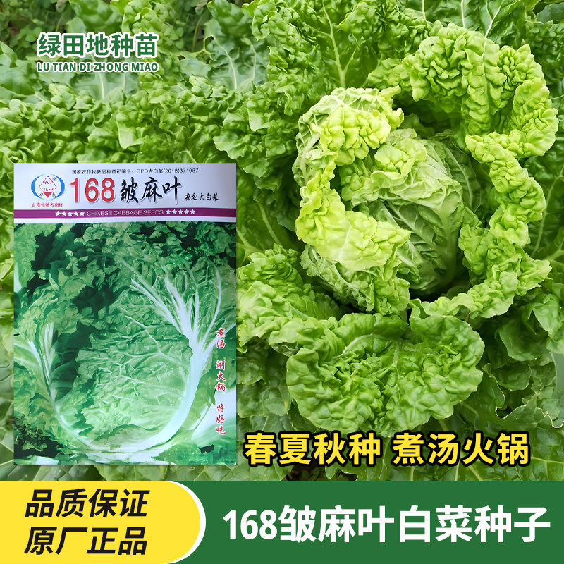 华良168皱麻叶白菜种子