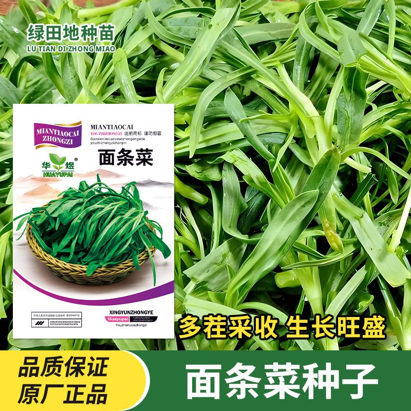 面条菜种子农家蔬菜种子
