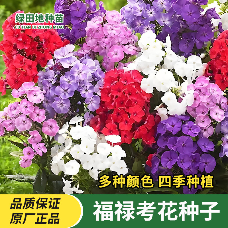福禄考花种子花卉种子