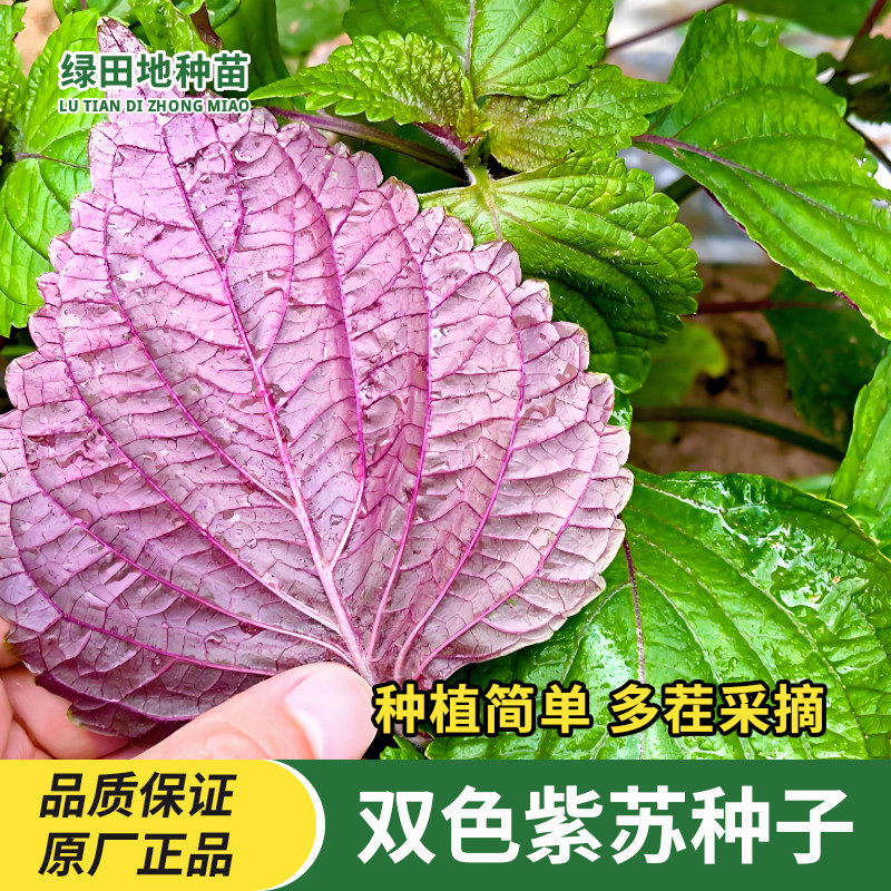 双色紫苏种子蔬菜种子盆栽地栽