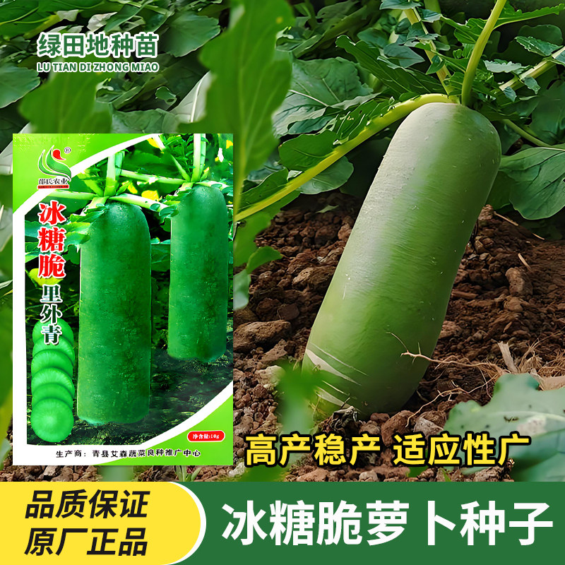 冰糖脆里外青萝卜种子