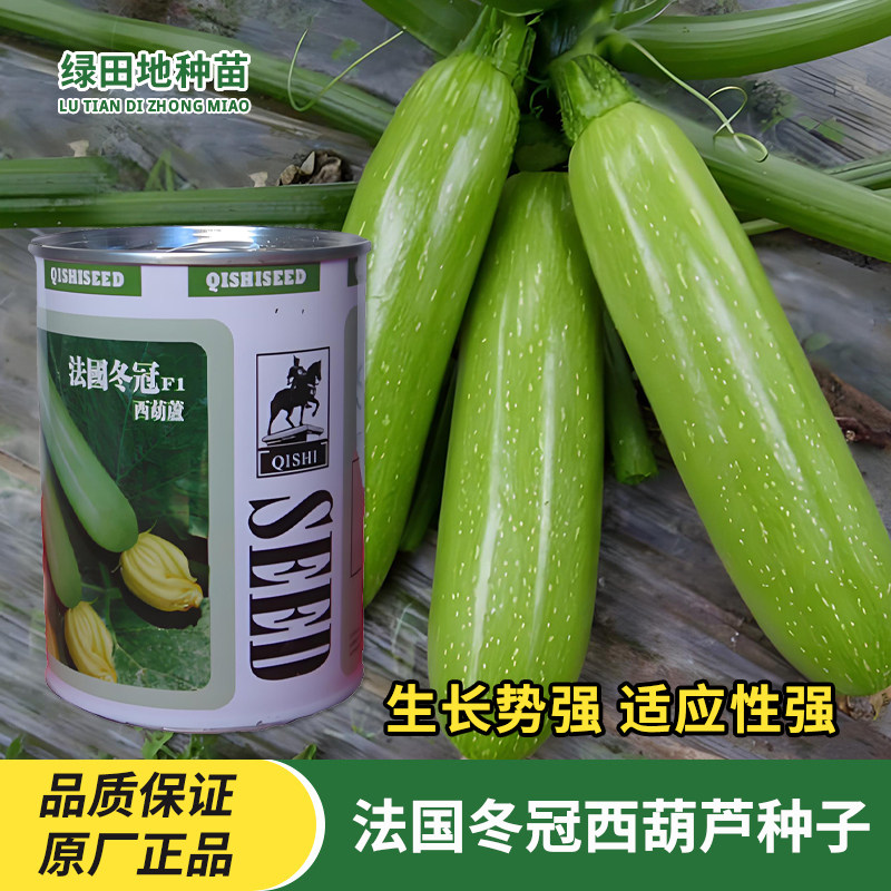 法国冬冠西葫芦种子蔬菜种子