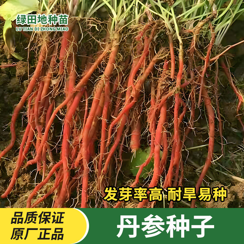 丹参种子材野生红丹参种籽人参人生种籽耐旱易种四季种植蔬菜种子