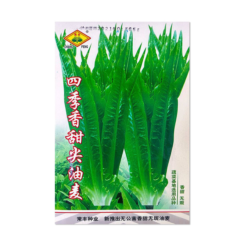 常丰四季香甜尖油麦菜种子