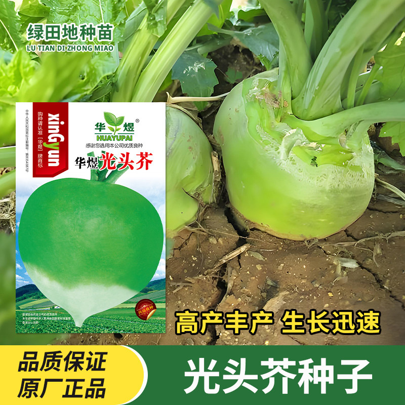 光头芥种子咸菜辣疙瘩辣菜芥菜种籽夏季秋季耐热农家菜园蔬菜种孑