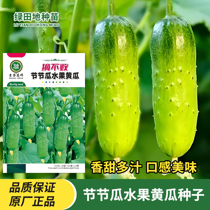 摘不败节节瓜水果黄瓜种子