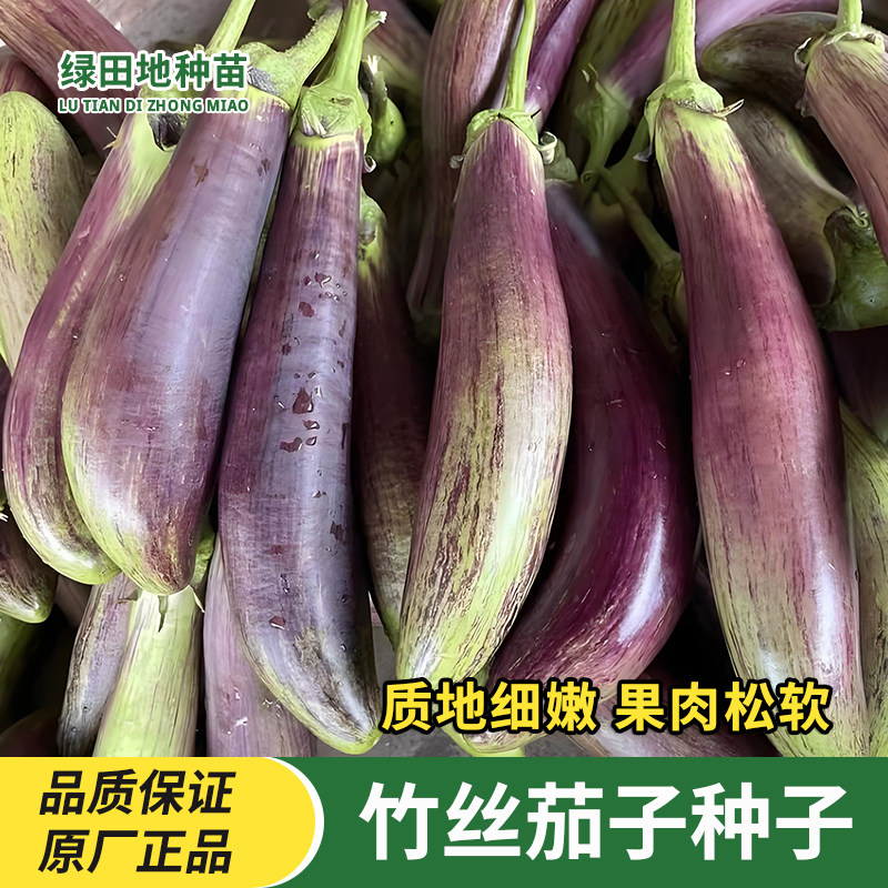 竹丝茄种子紫红长茄种子