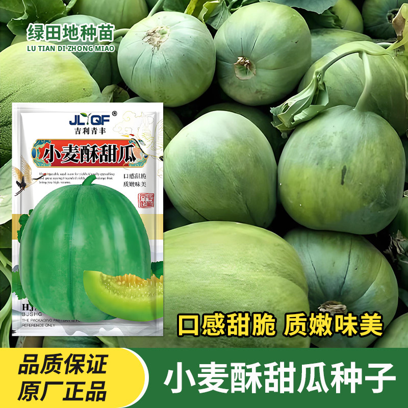小麦酥甜瓜种子水果种子