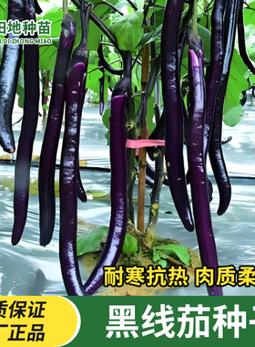 黑线茄种子黑色长茄黑紫色长茄子种子长线茄阳台盆栽农家蔬菜种子