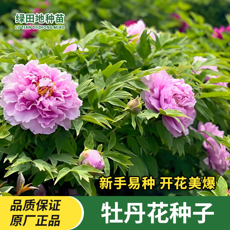 牡丹花种子洛阳芍药花富贵花种籽盆栽室内庭院多年生四季花卉种子