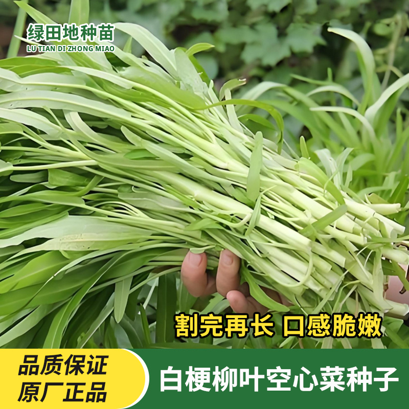 白梗空心菜种子柳叶空心菜种籽