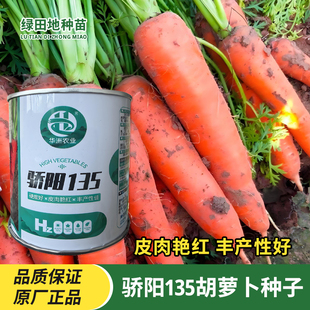骄阳135胡萝卜种子三红杂交胡萝卜种籽夏秋播大田基地田园蔬菜孑
