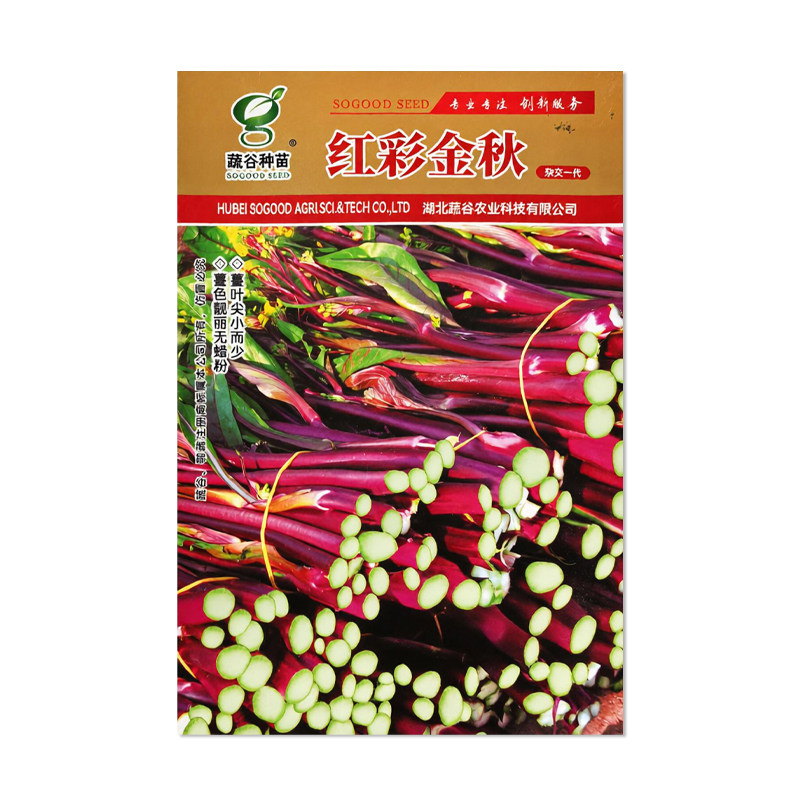 蔬谷种苗红彩金秋红菜苔种子