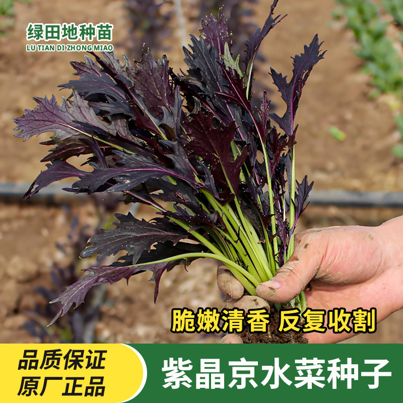 紫京水菜种子紫水晶菜种籽春季四季青菜野菜特色农家小院蔬菜种子
