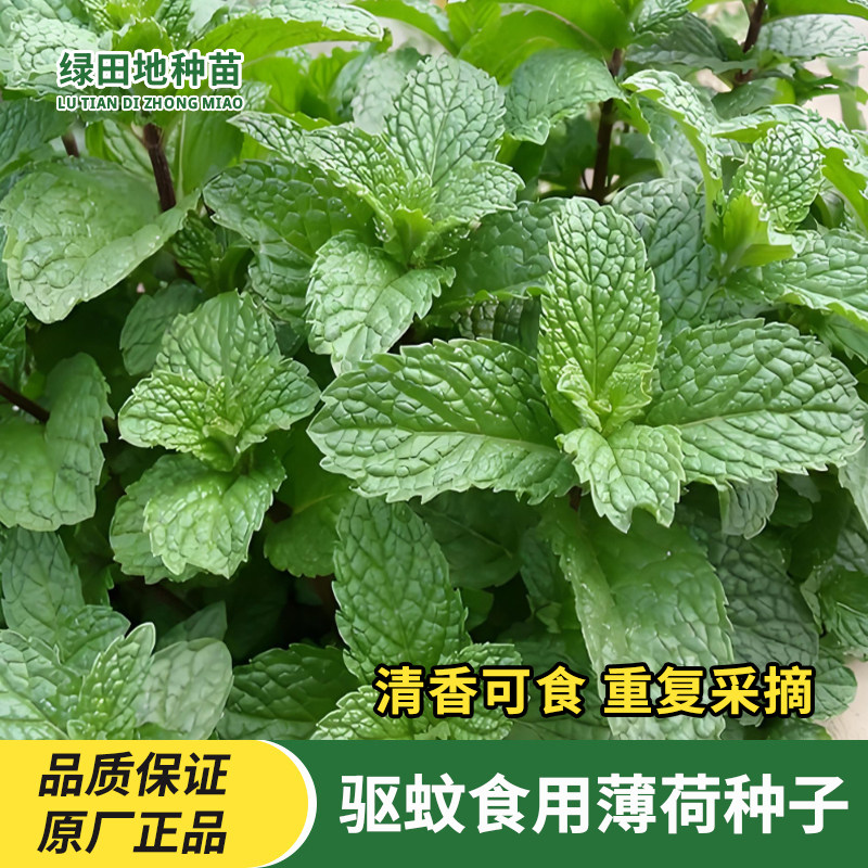 驱蚊薄荷种子食用调味
