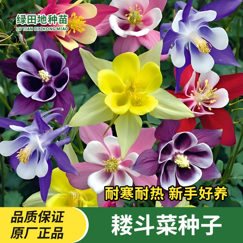 耧斗菜种子混色花卉种子