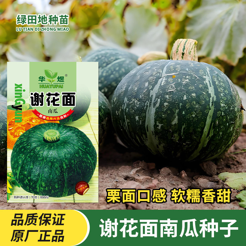 谢花面南瓜种子南瓜孑