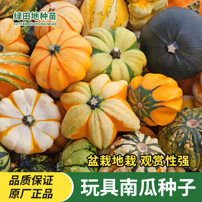 玩具南瓜种子蔬菜种子