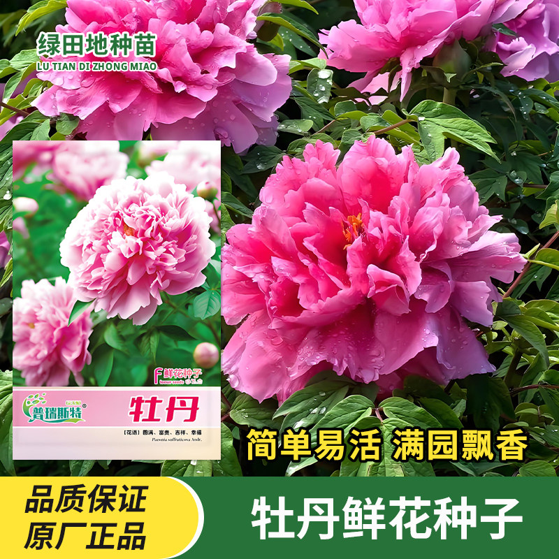 牡丹花种子家庭园艺鲜花