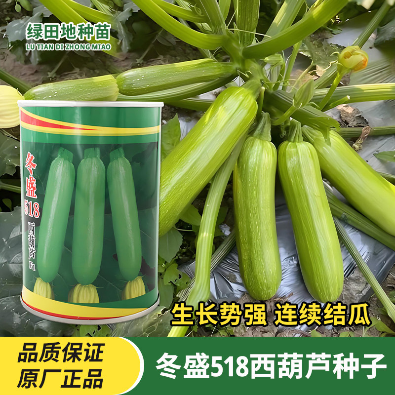 冬盛518西葫芦种子蔬菜种子